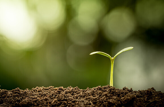 Close-up of a plant seedling breaking through the soil  