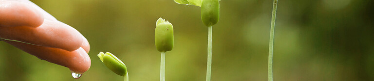 From left to right, a close-up of a series of seedlings, each one taller than the other. On the left is a hand, from which a droplet of water drips down onto the smallest seedling 