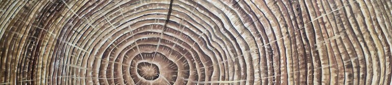 Growth rings in a tree, close-up  